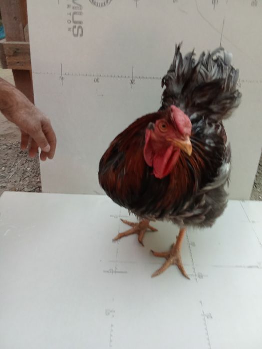 Виандот голубооакаймленный