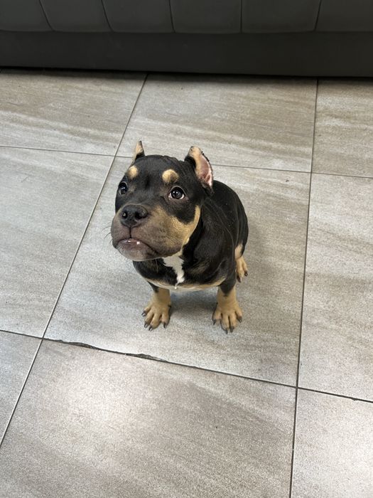 Щенки американский булли