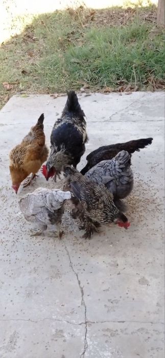 40 та товук сотлади