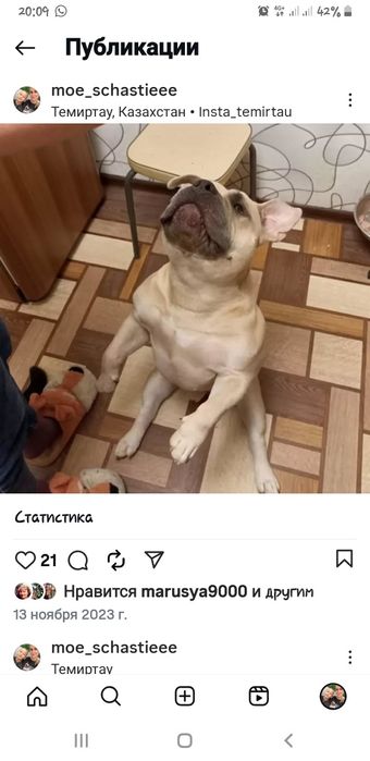 Вязка.Американский булли