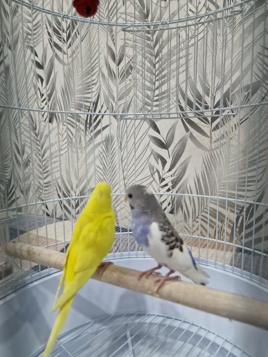 Продам волнистых попугаев