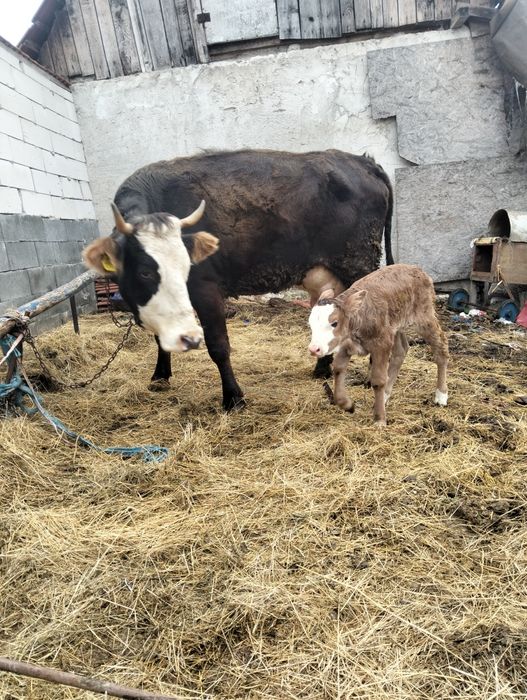 Vând vaca cu vitea