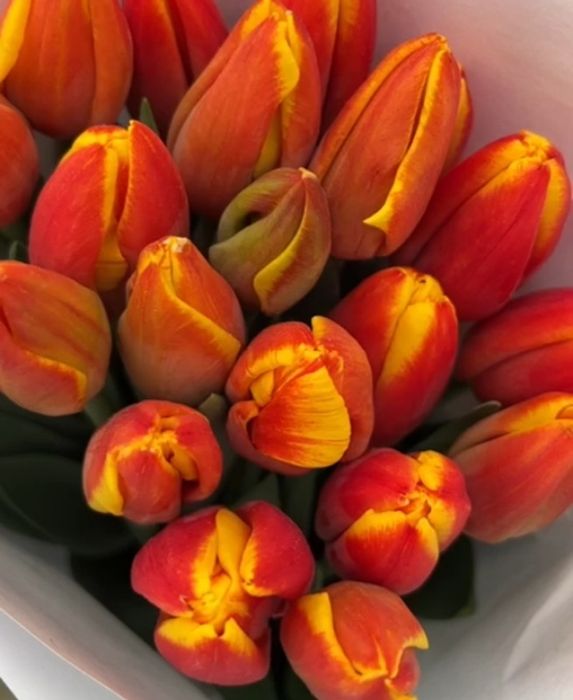 Тюльпаны на заказ к 8 марта премиум