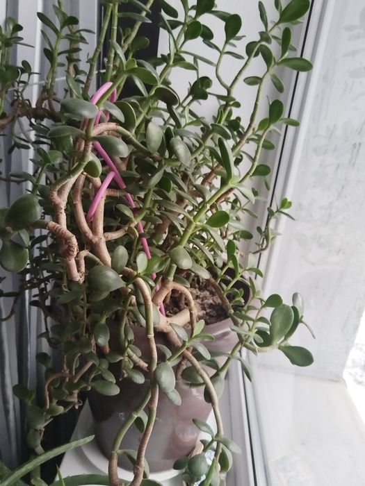 Продам денежное дерево