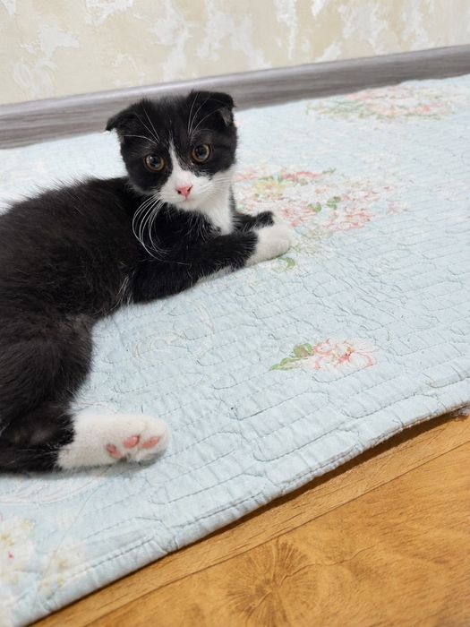 Котёнок, веслоухий красивый.
