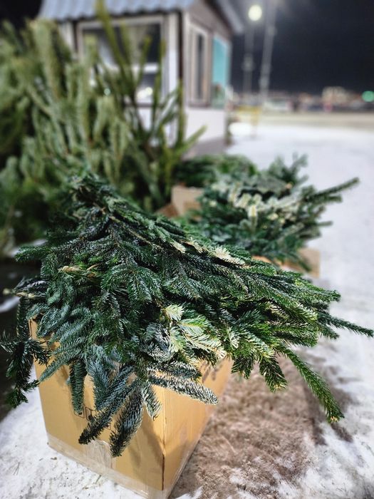 Ели, Ёлки, сосны, нобелес