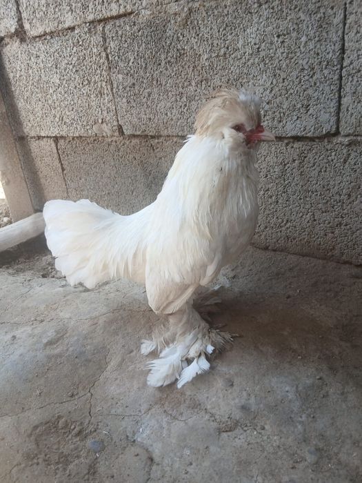 Петух молодой султанка