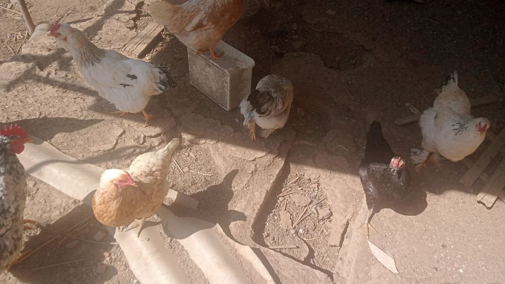 Куры домашние , продам