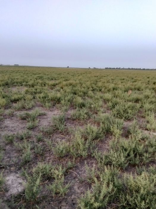 Жетілген массажистпен жыныстық қатынас