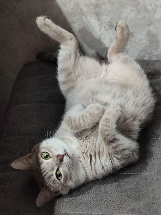 Отдам кошку даром