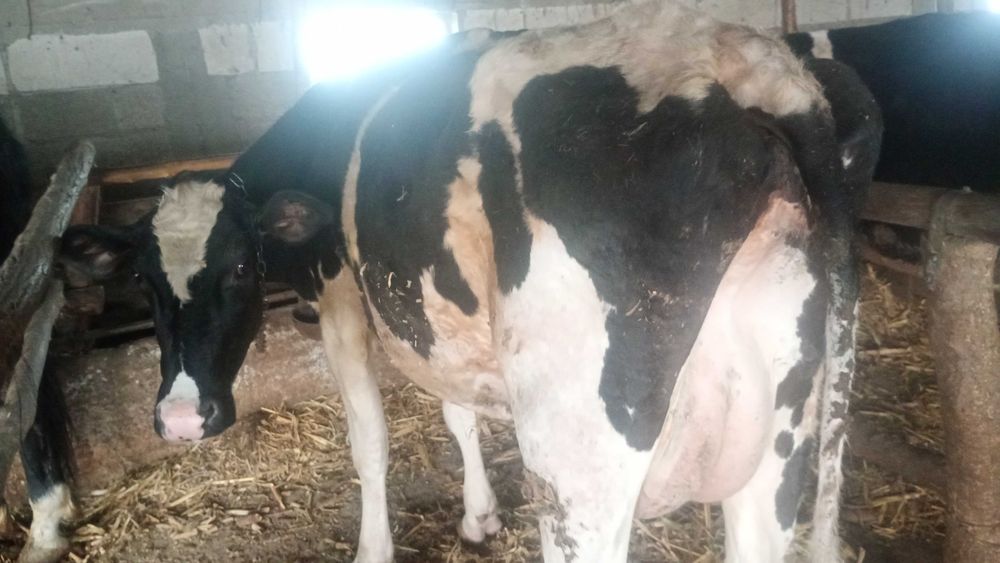 Vând doua vaci bune de lapte