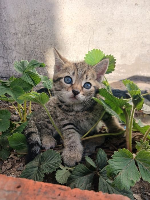 Котёнок бесплатно