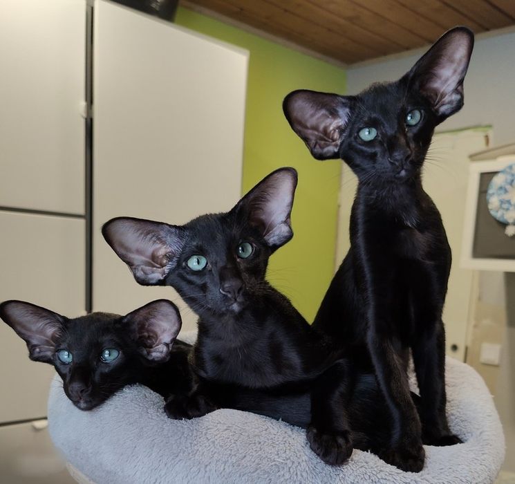 Ориентальные Котята   питомник