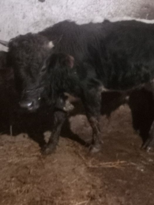 De vânzare taur de 1 an