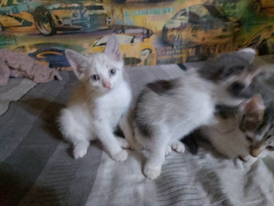 Отдам котят бесплатно