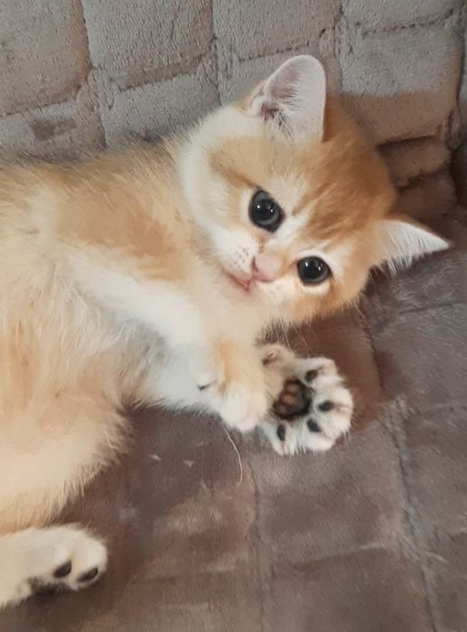 Золотая шиншилла, девочка