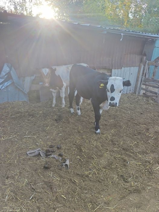 Продам бычки 5голов