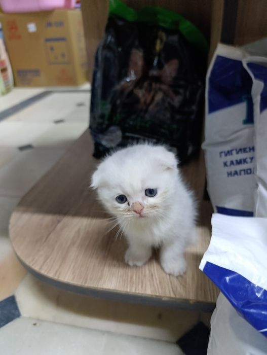 Британские котята