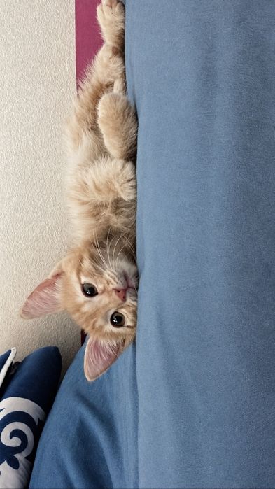 Котёнок 1,2–1,5 месяца