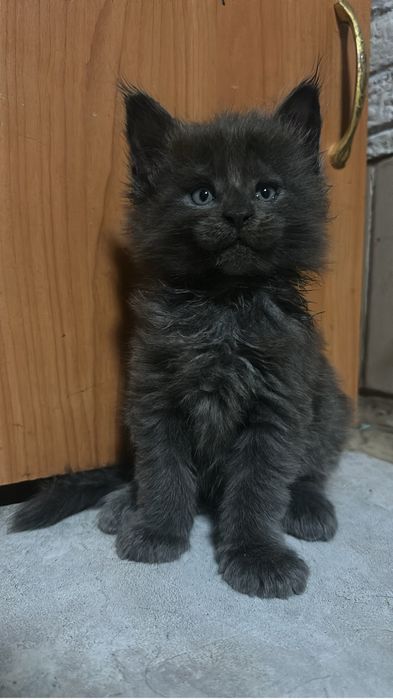 Котята мейнкуны!