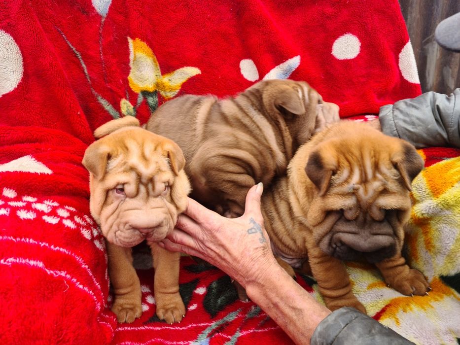 Очаровательные щенки шарпея.