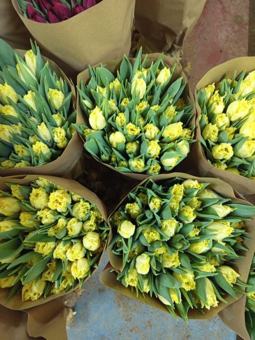 Тюльпаны по оптовой цене