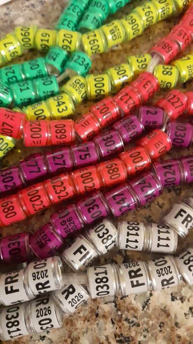 Inele porumbei  România