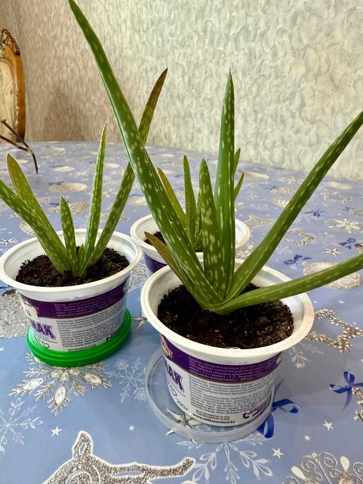 Каланхоэ Лечебная Дегремона