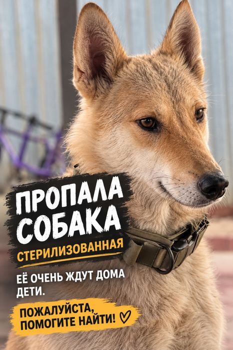 Пропала собака! Лайка!