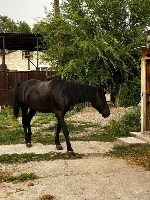 Продаётся жеребец 5 лет  на откорме 2 месяца