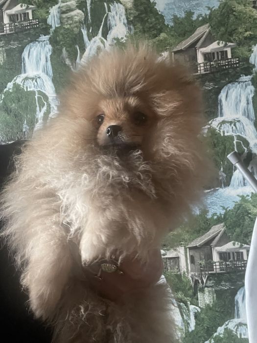 Померанские шпицушки