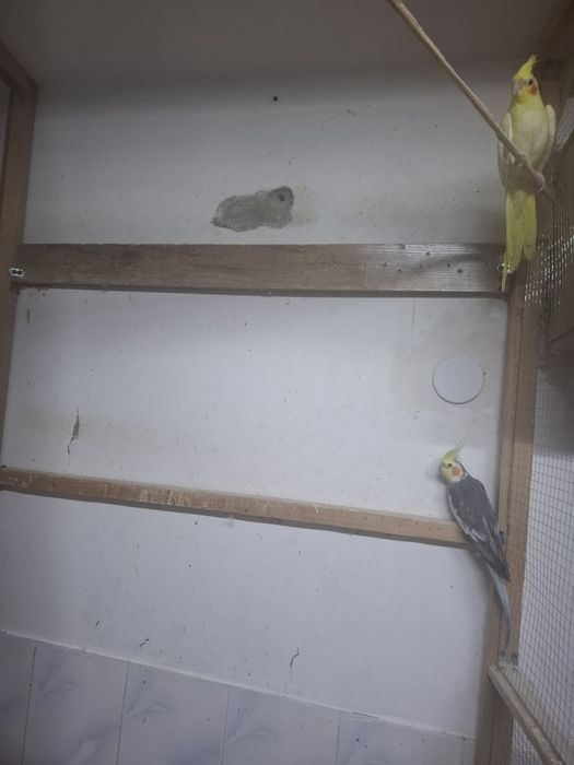 Попугаи карелы ,певчие