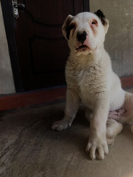 alabay 100%toza parodasi vaksina qilingan solgʻlom 2oylik   erkak akti