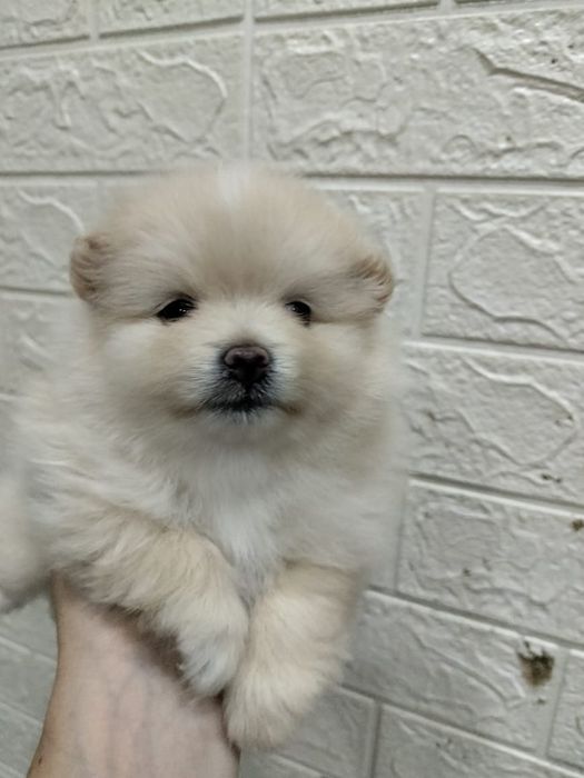 Померанский шпиц