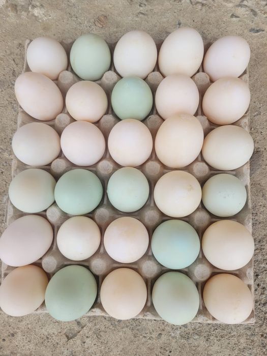 Ouă de rață românească