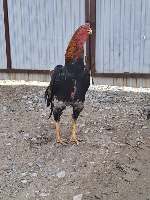 Бойцовский дакан