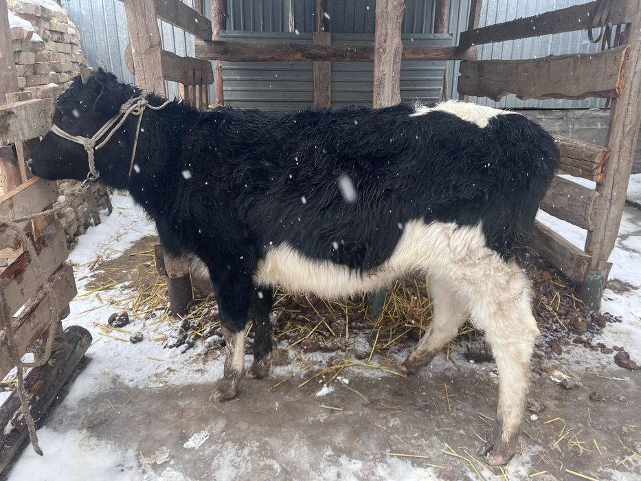 Бир жарм жасар кара ала баспак