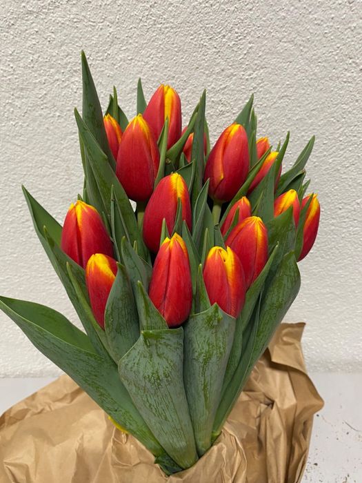 Тюльпаны напрямую с теплицы