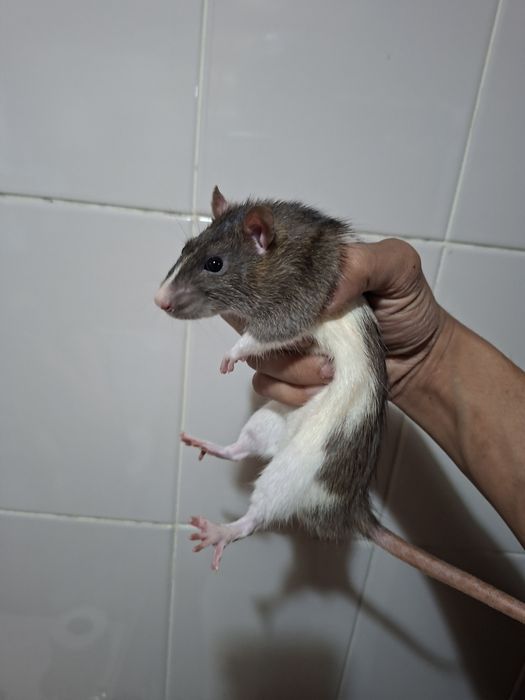 Крысы отдам в хорошие руки