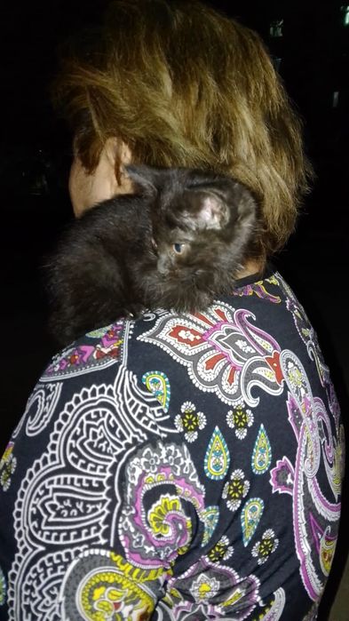 Котик в добрые руки