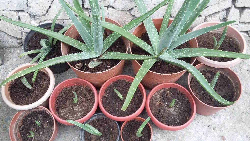 Комнатные цветы растения