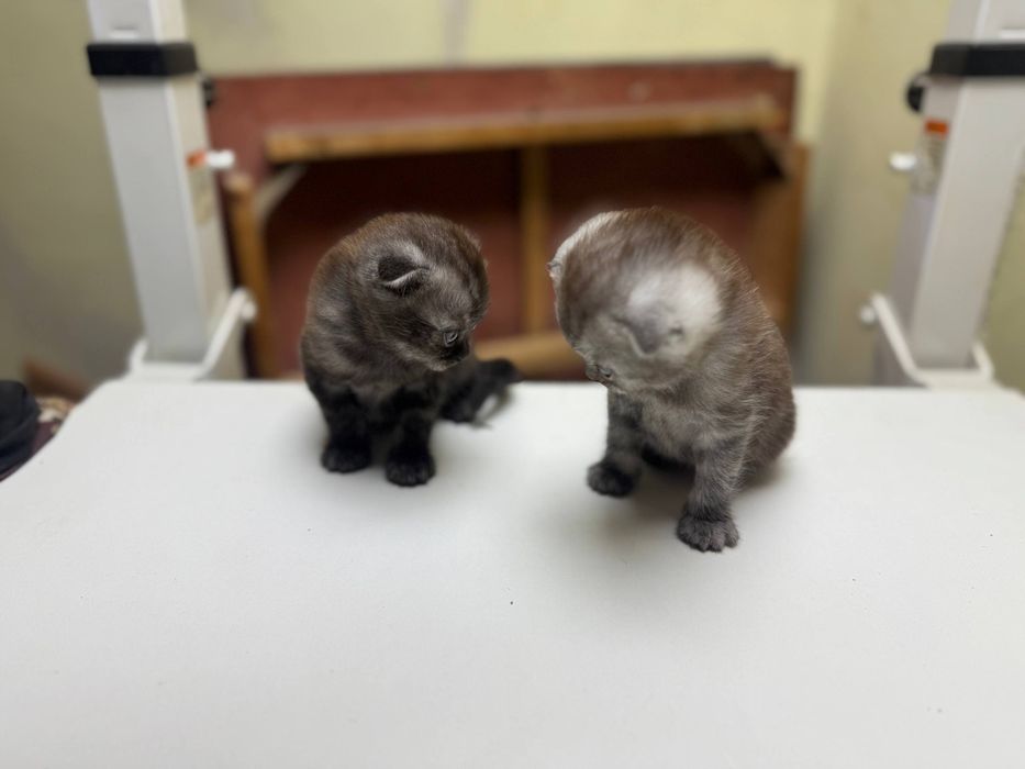 Продам котят Скоттиш Страйт