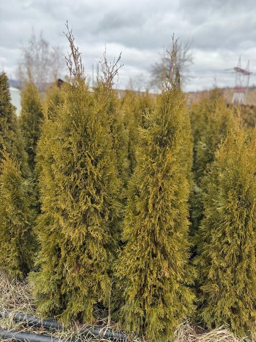 Vand tuia smarald  80 cm -180 cm engros