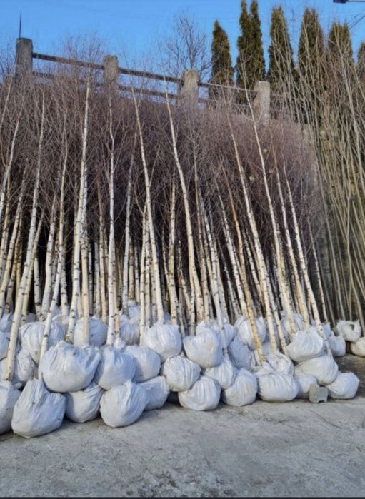 Plante ornamentale tuia leylandii smarald mesteacan