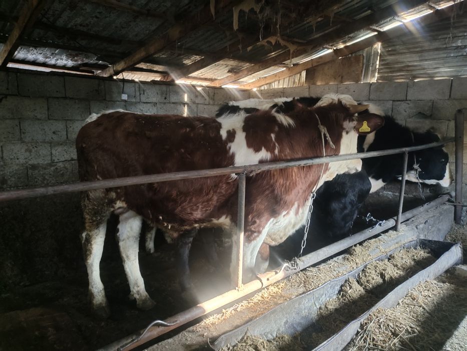 Сементал 1 жасар бұқалар сатылады