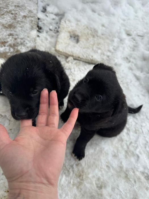 Отдам щенят в добрые руки