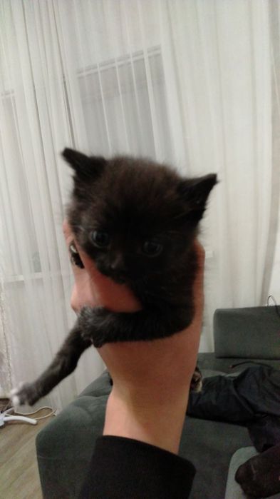 Котенок отдаем в добрые руки