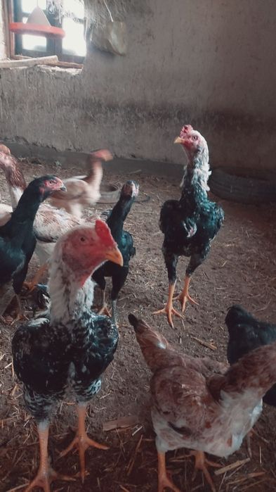 Dakan xuruzlar sotiladi