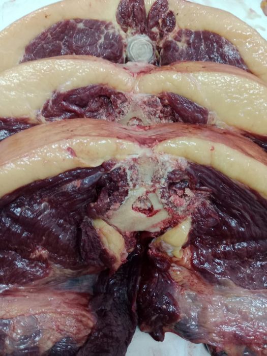 Мясо конины Кокшетауское