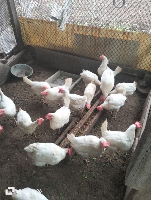 Продадим курей несушек
